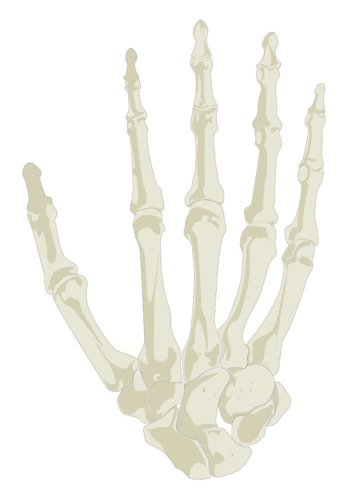 onlinelabels-clip-art-hand-skeleton